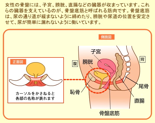 Amazon.co.jp: 臨床で診る尿失禁～骨盤底筋群の機能を考える～全